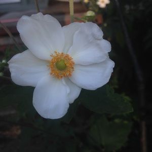 Meet your Posher, Newanna